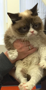 Grumpy Cat being held